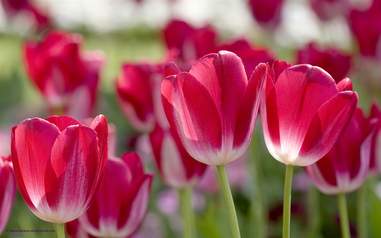 fondos de escritorio de flores con pantalla ancha de cerca (23) #15 - 1280x800