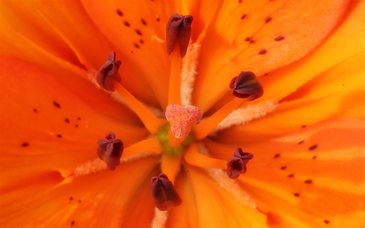 寬屏鮮花特寫 壁紙(23) #17 - 1280x800