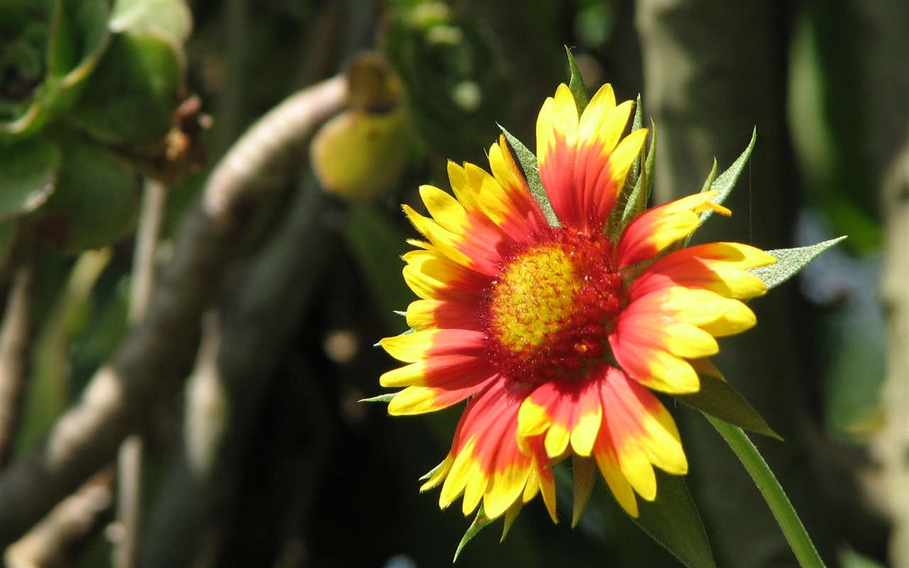 fondos de escritorio de flores con pantalla ancha de cerca (23) #18 - 1280x800