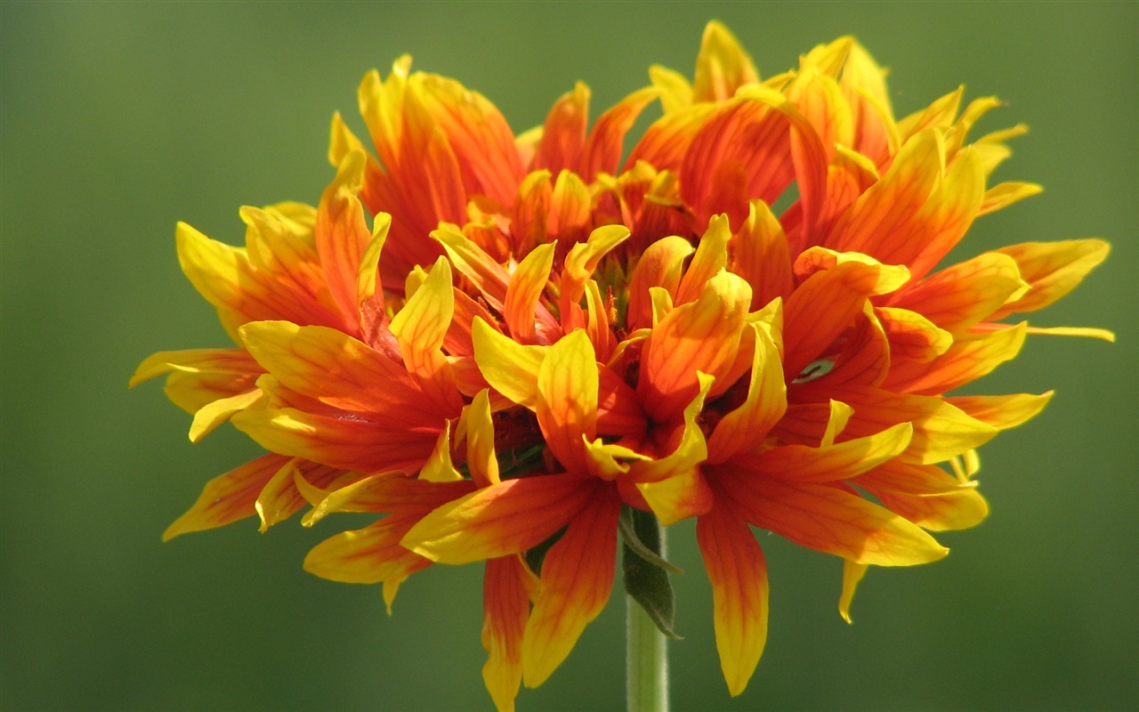 Widescreen wallpaper flowers close-up (23) #20 - 1280x800