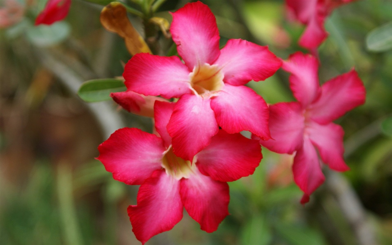 宽屏鲜花特写 壁纸(24)3 - 1280x800