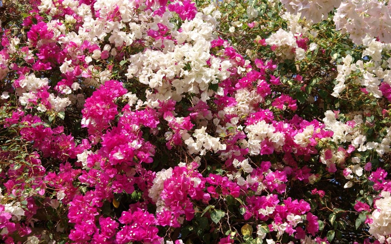 寬屏鮮花特寫 壁紙(24) #5 - 1280x800