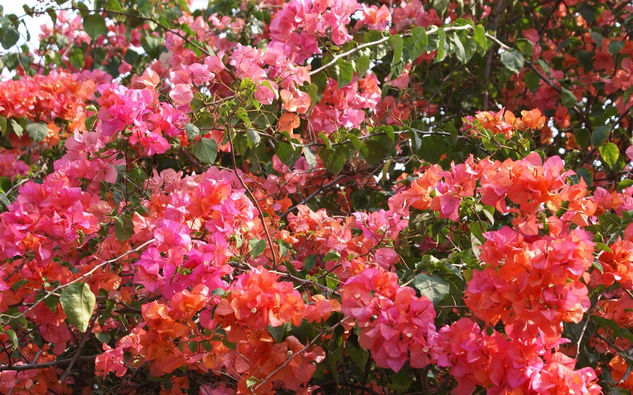 寬屏鮮花特寫 壁紙(24) #14 - 1280x800