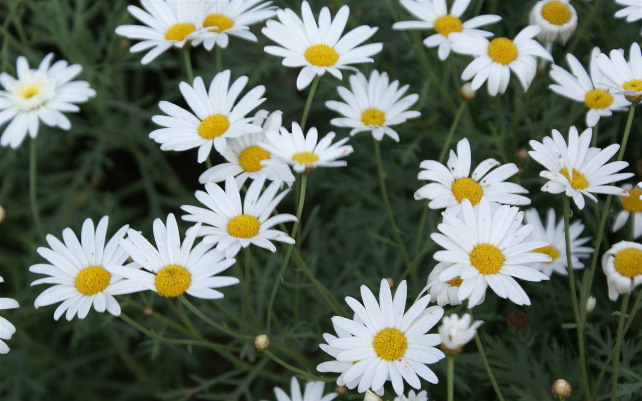 fleurs fond d'écran Widescreen close-up (24) #18 - 1280x800