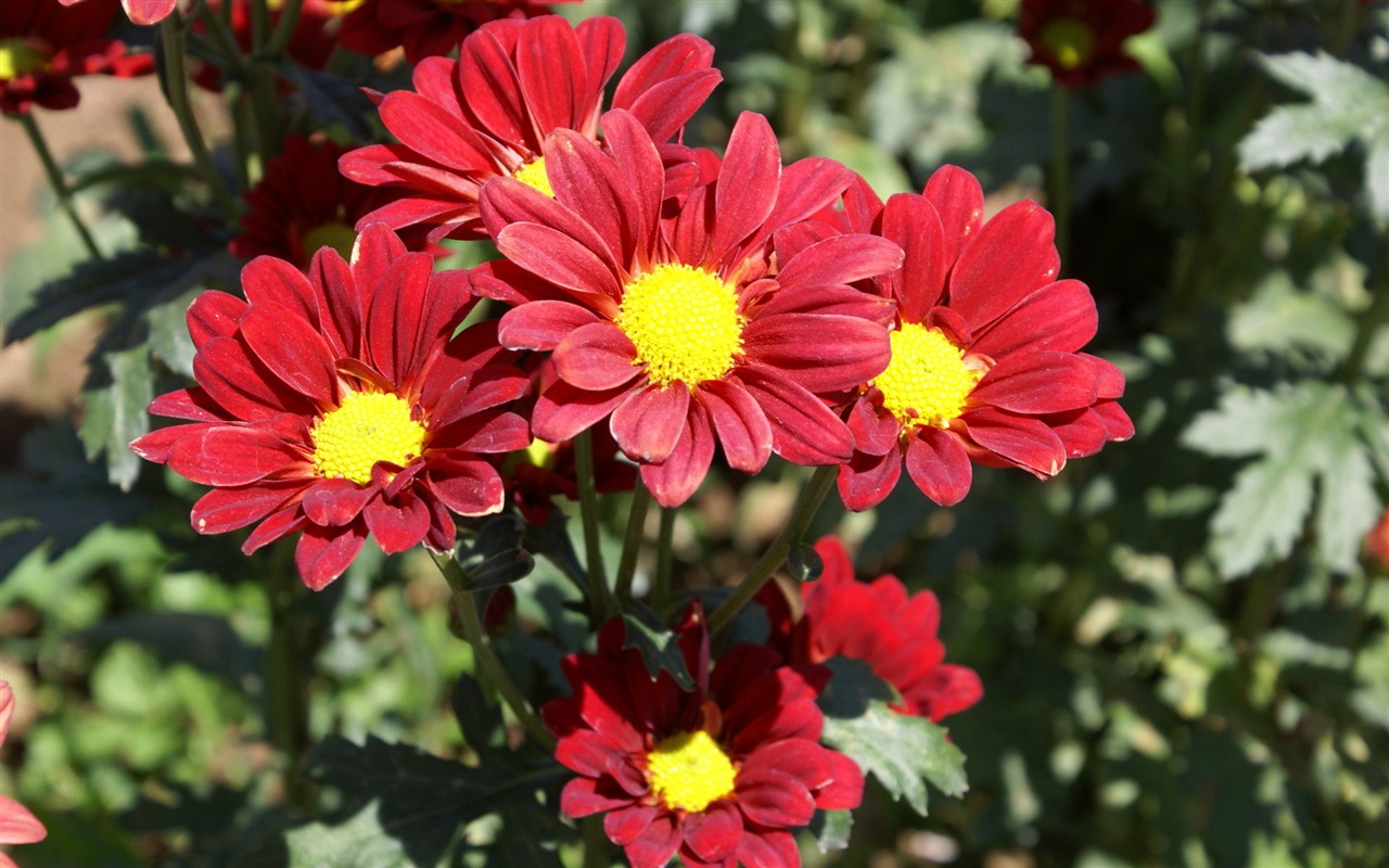 fleurs fond d'écran Widescreen close-up (25) #4 - 1280x800