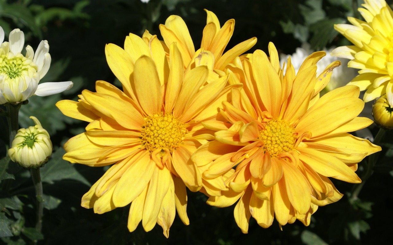 fleurs fond d'écran Widescreen close-up (25) #7 - 1280x800