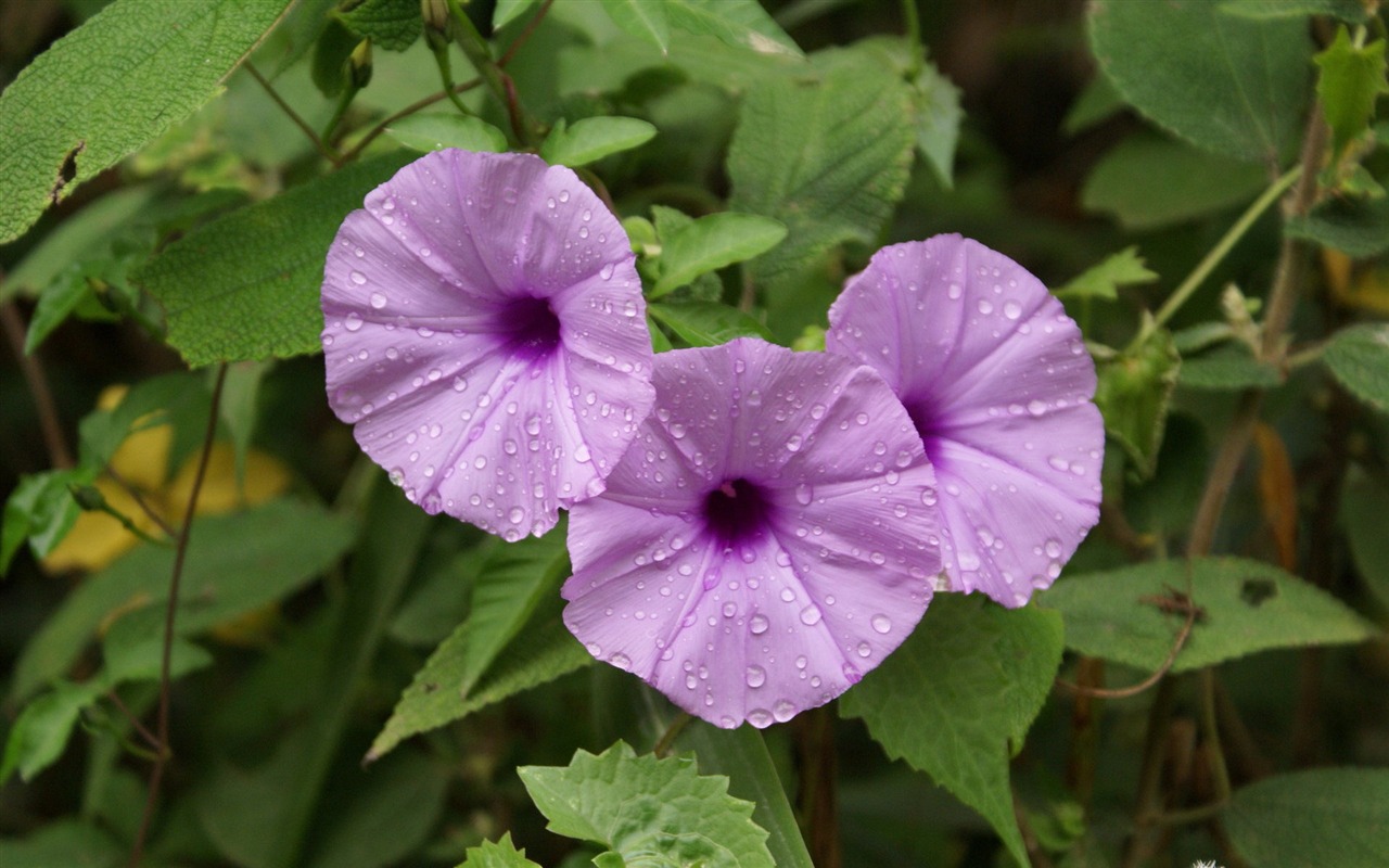 ワイドスクリーンの壁紙の花に近い(26)を開く #2 - 1280x800