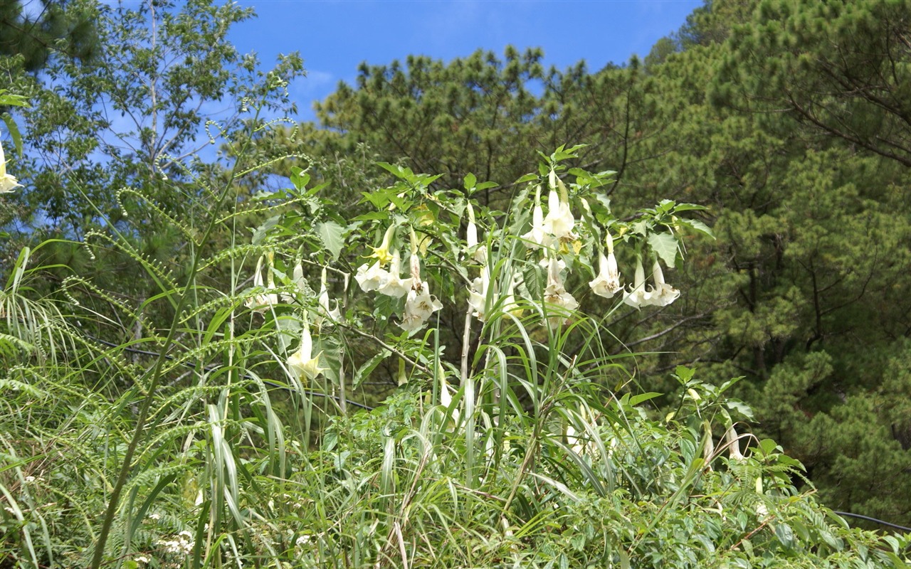 ワイドスクリーンの壁紙の花に近い(26)を開く #5 - 1280x800