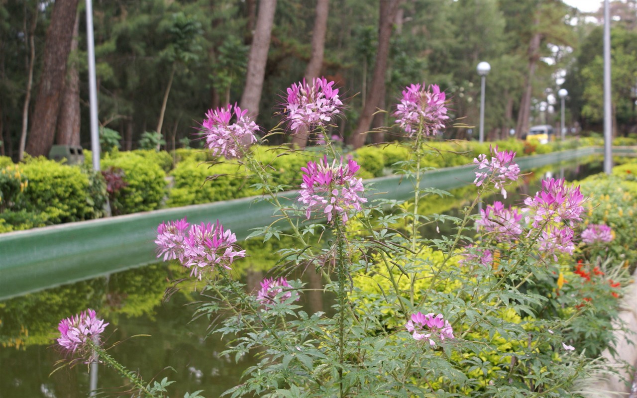 ワイドスクリーンの壁紙の花に近い(26)を開く #6 - 1280x800