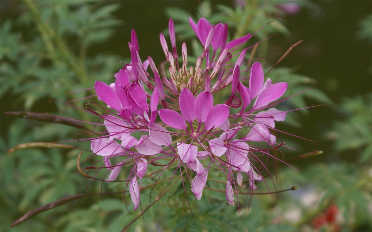 Widescreen wallpaper flowers close-up (26) #7 - 1280x800