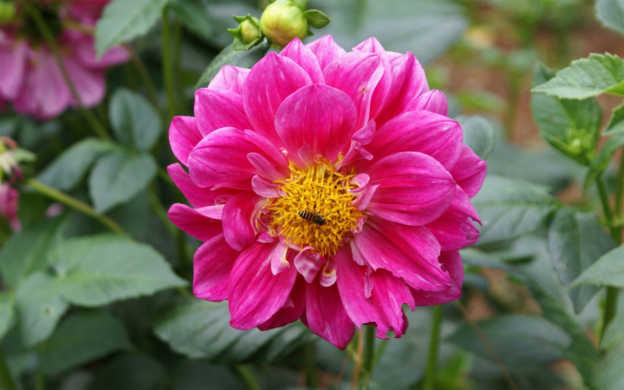 寬屏鮮花特寫 壁紙(26) #17 - 1280x800