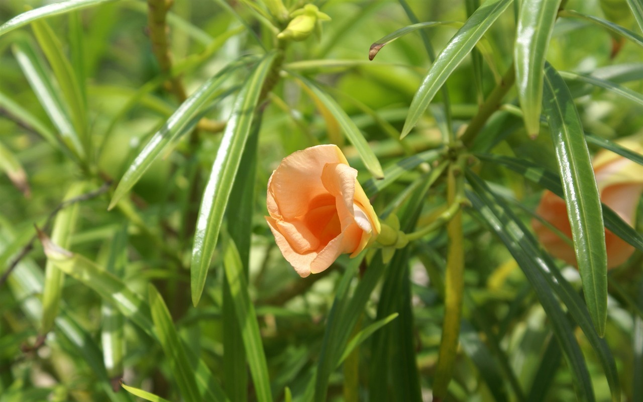 Widescreen wallpaper flowers close-up (26) #19 - 1280x800