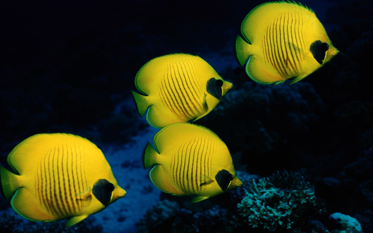 Zábava Underwater World (5) #4 - 1280x800