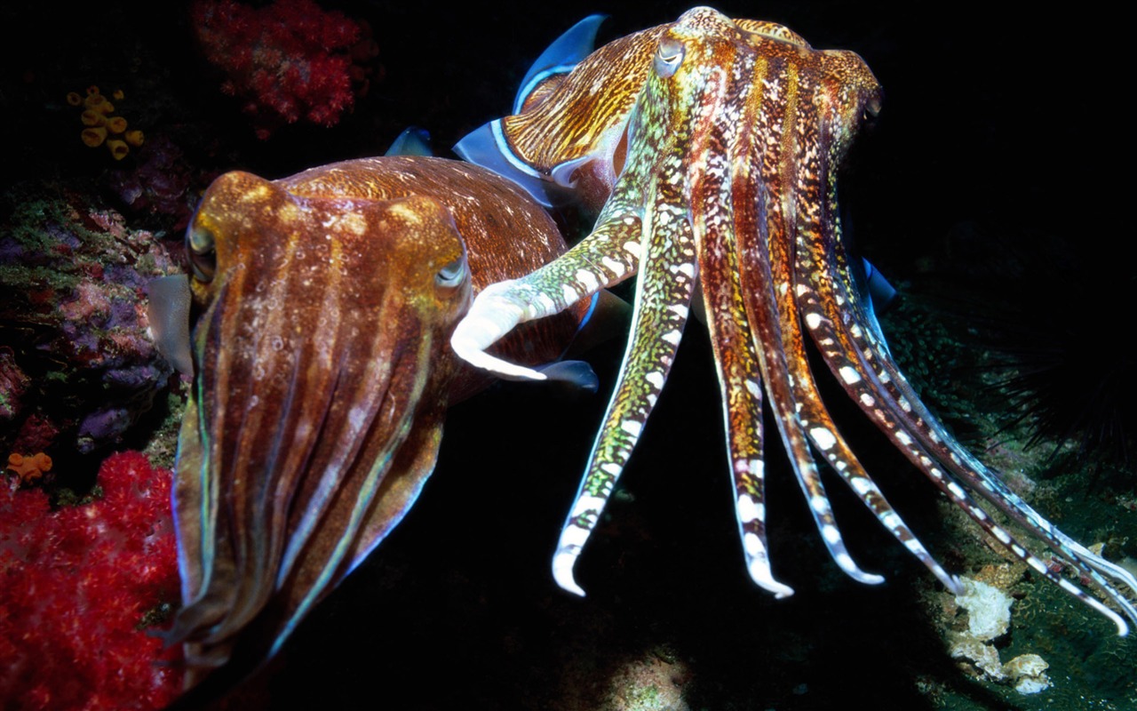 Zábava Underwater World (5) #6 - 1280x800