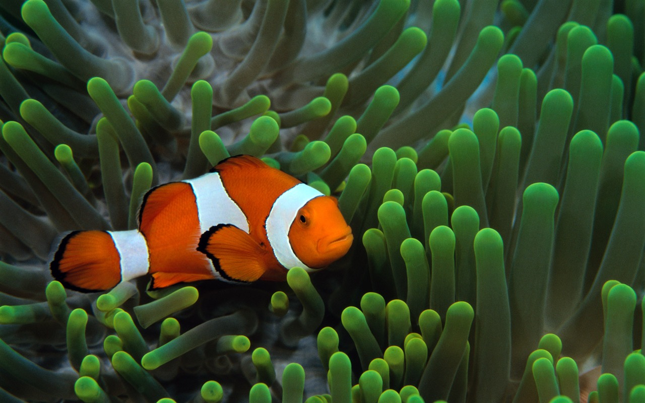 Zábava Underwater World (5) #8 - 1280x800