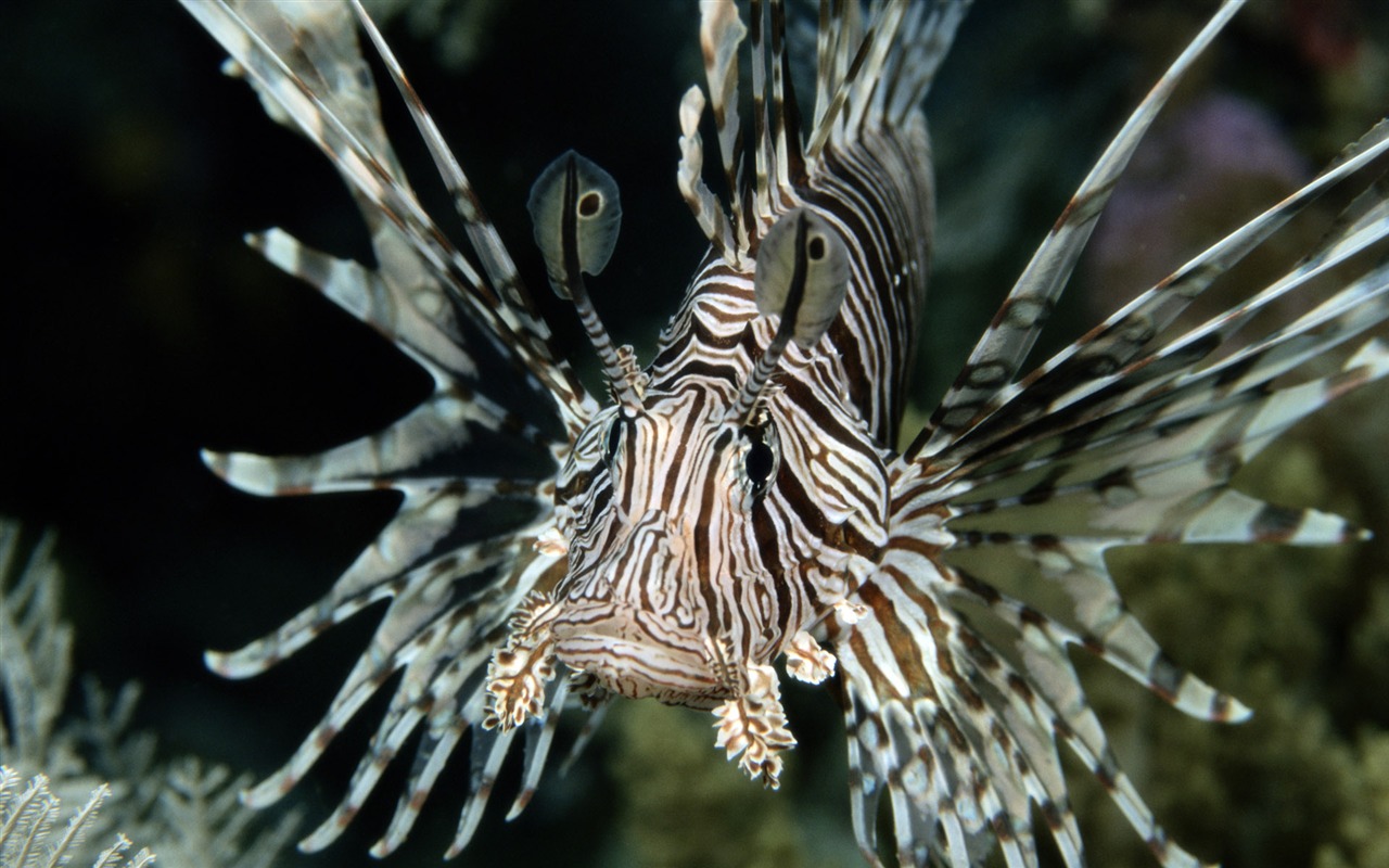 Zábava Underwater World (5) #10 - 1280x800