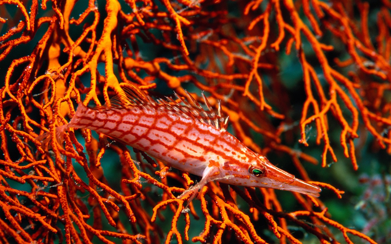 Zábava Underwater World (5) #17 - 1280x800