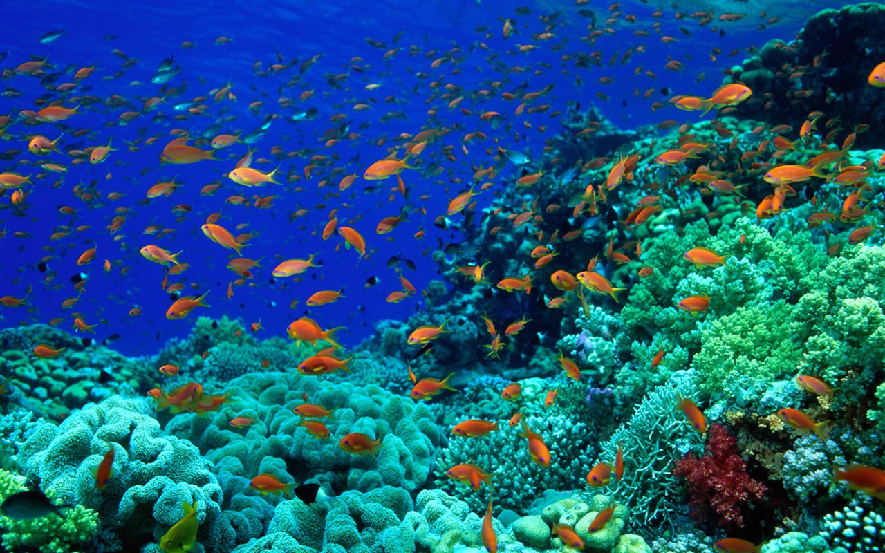 Zábava Underwater World (5) #19 - 1280x800