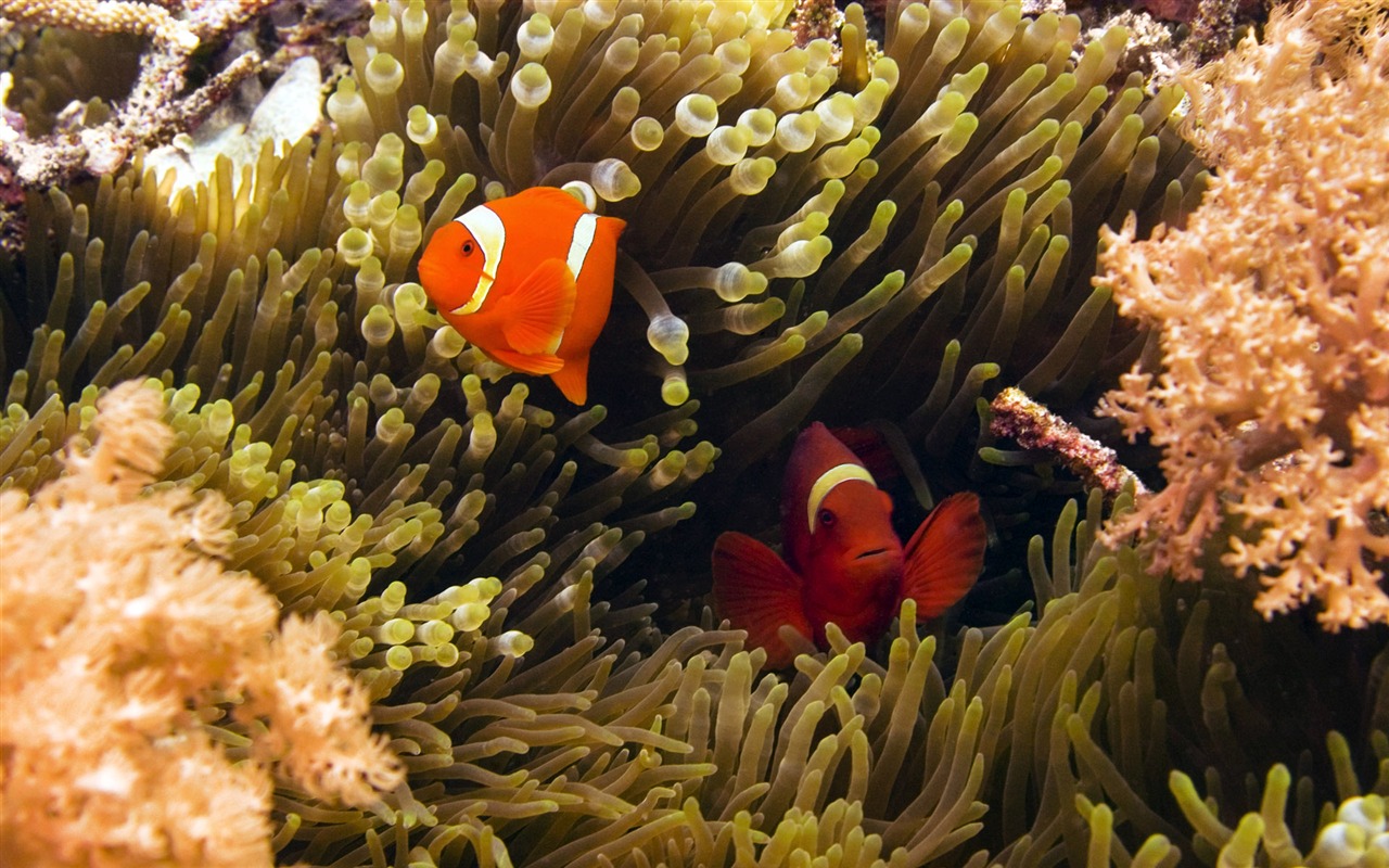 Zábava Underwater World (5) #20 - 1280x800