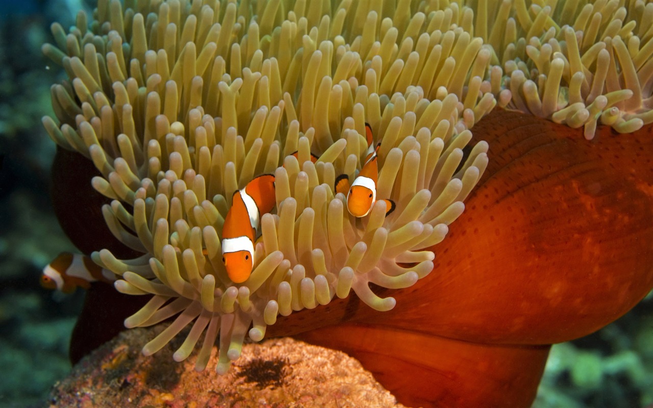 Fun Underwater World (6) #4 - 1280x800