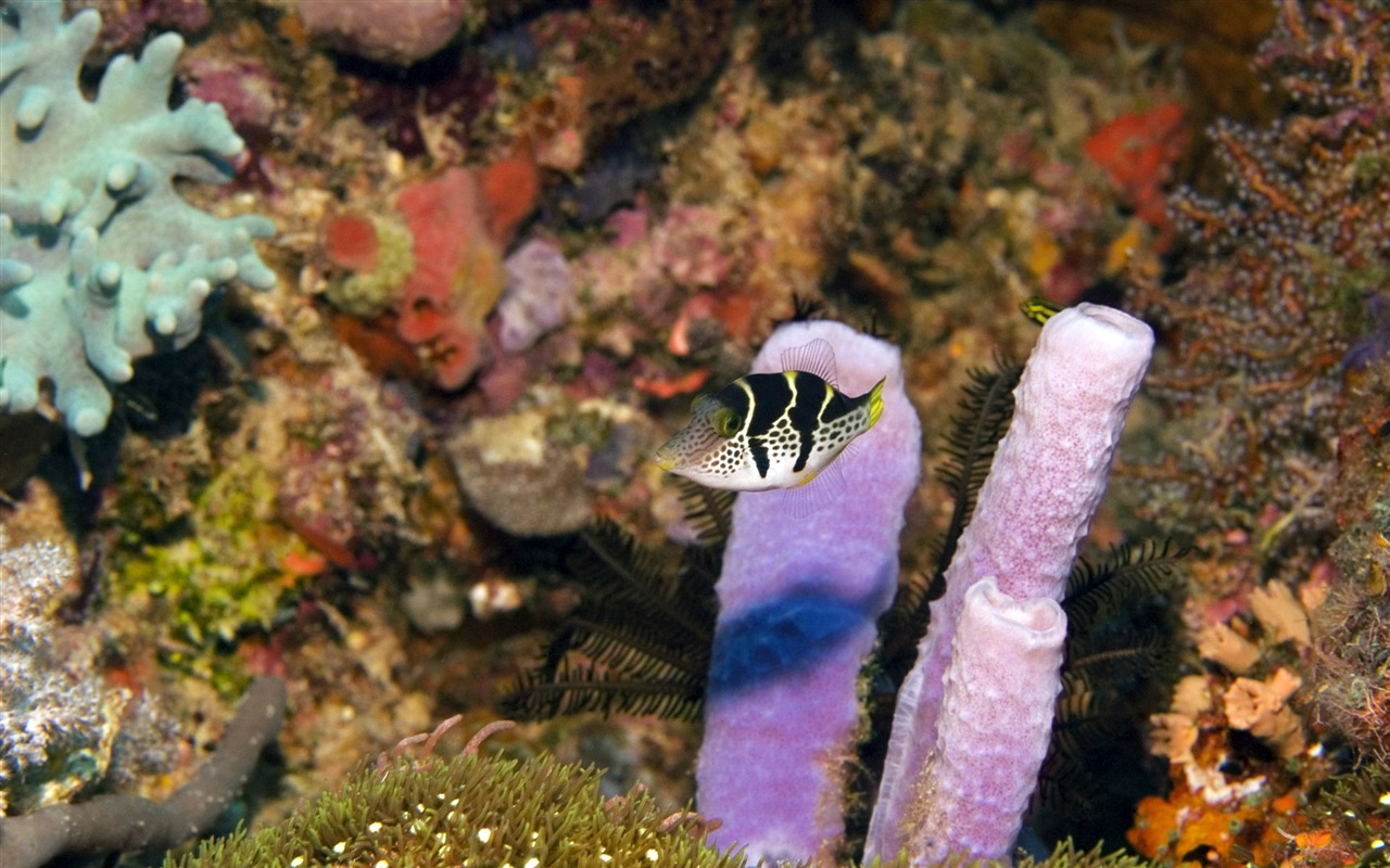 Fun Underwater World (6) #6 - 1280x800