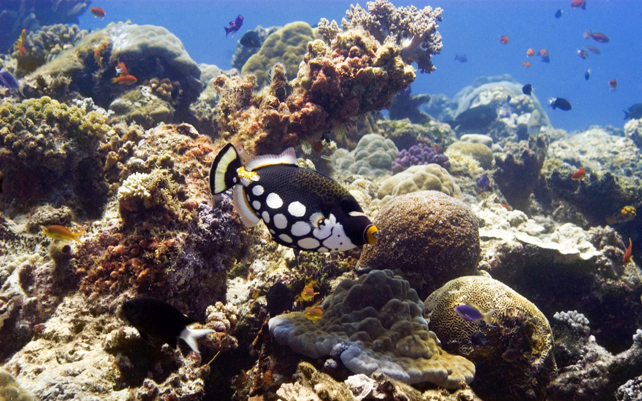 Zábava Underwater World (6) #7 - 1280x800