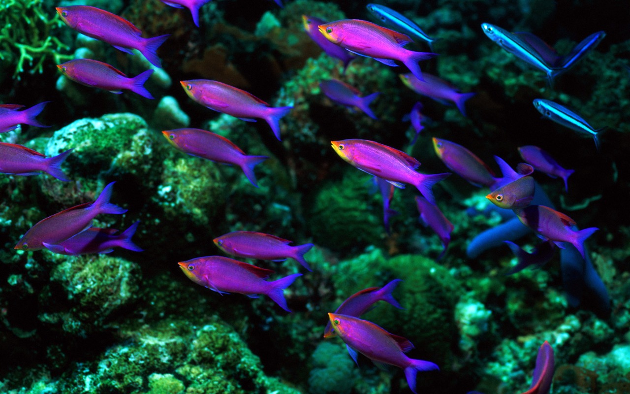 Fun Underwater World (6) #11 - 1280x800