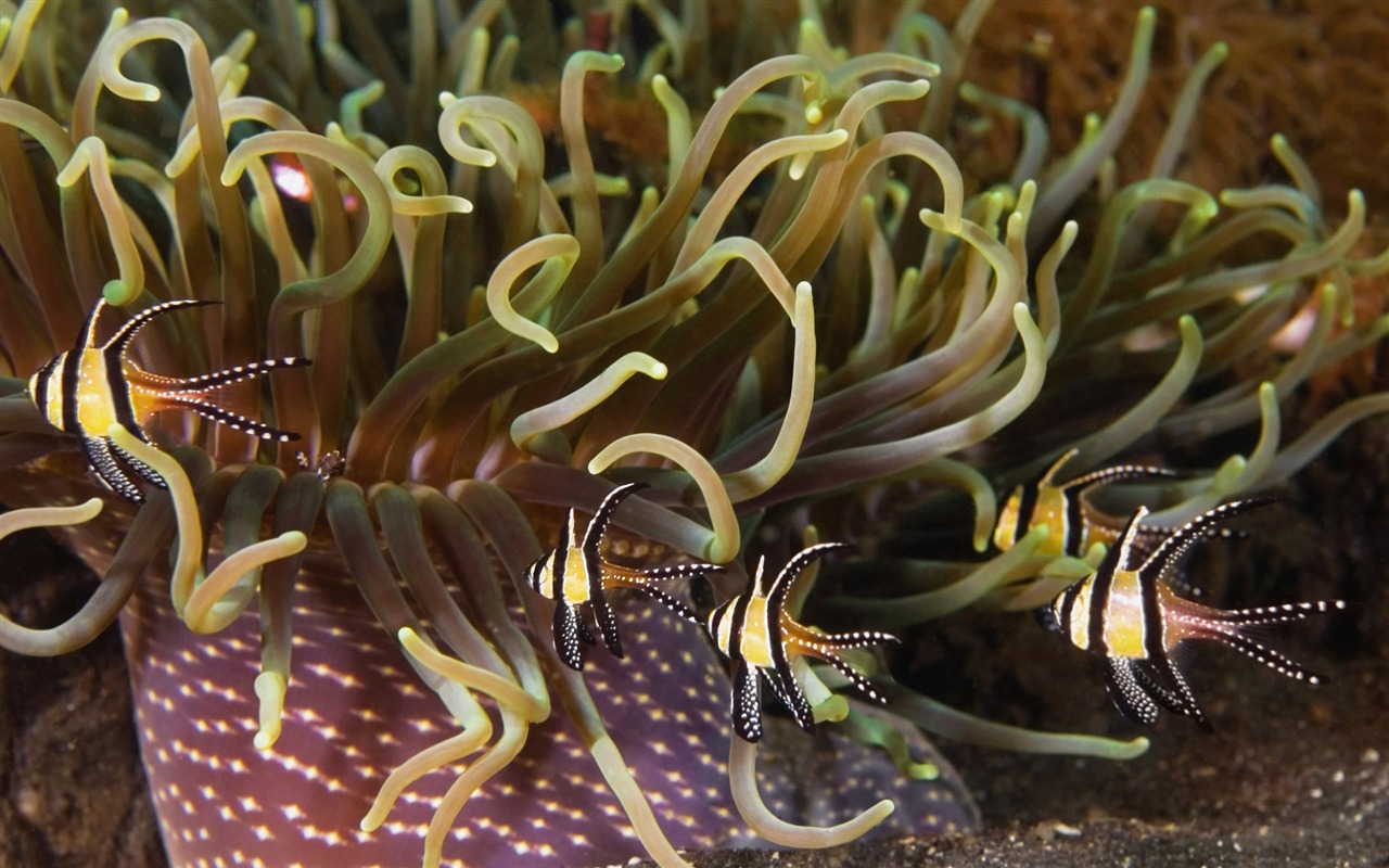 Zábava Underwater World (6) #12 - 1280x800