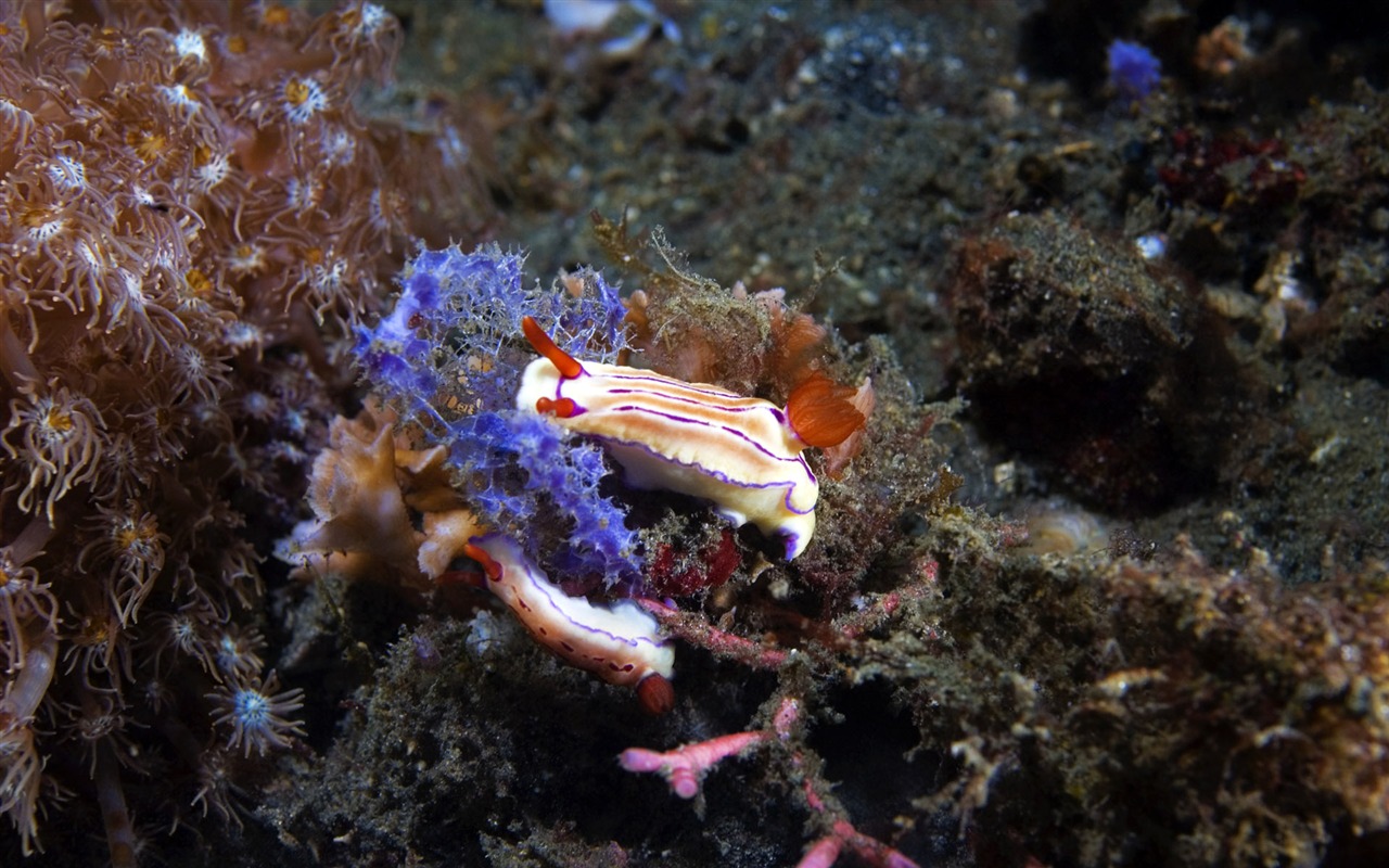 Zábava Underwater World (6) #18 - 1280x800