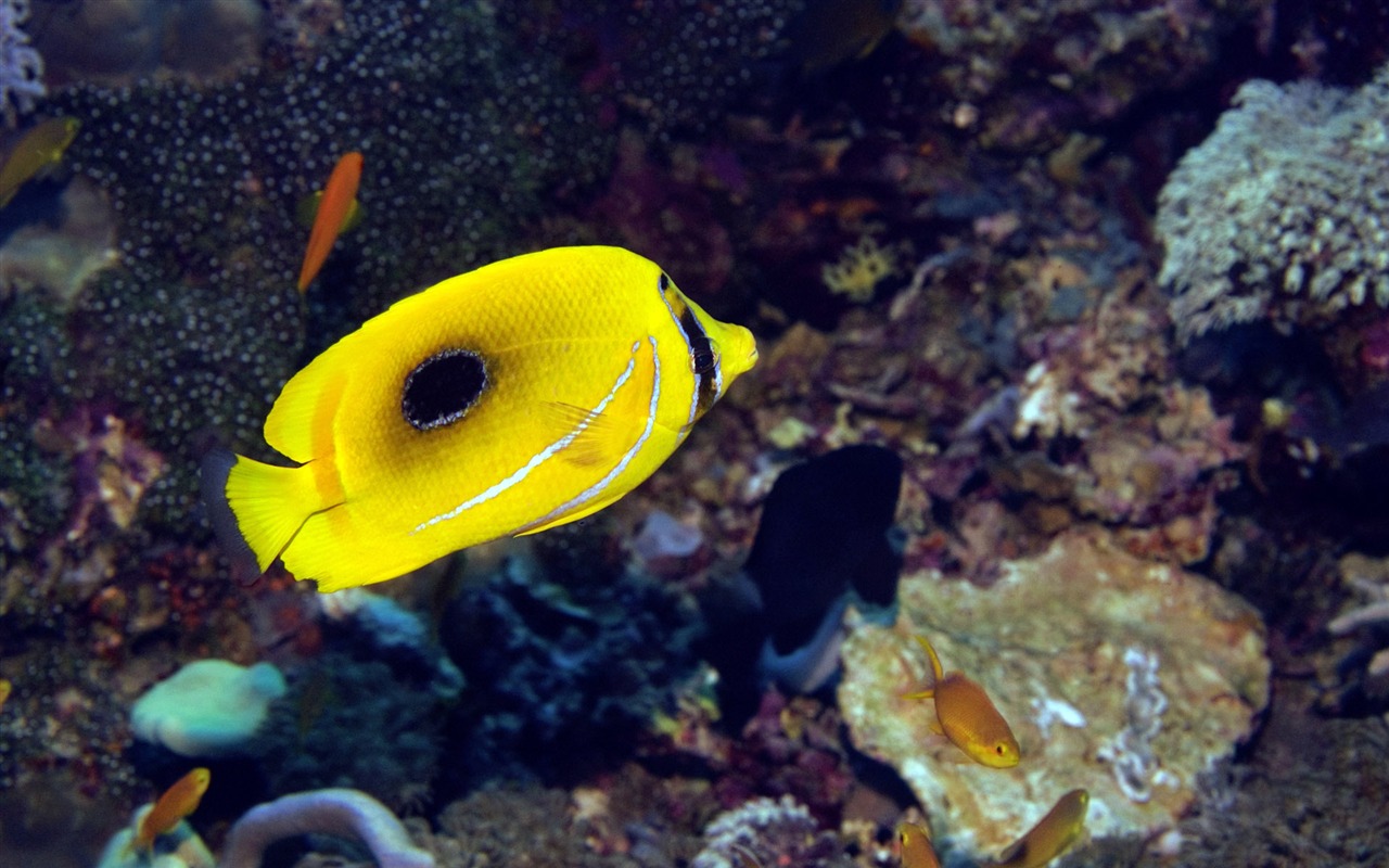 Fun Underwater World (6) #19 - 1280x800