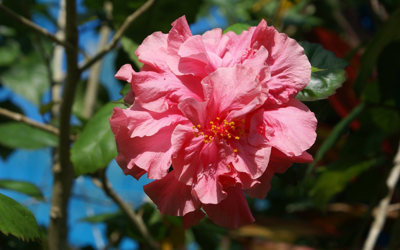 fleurs fond d'écran Widescreen close-up (27) #1 - 1280x800