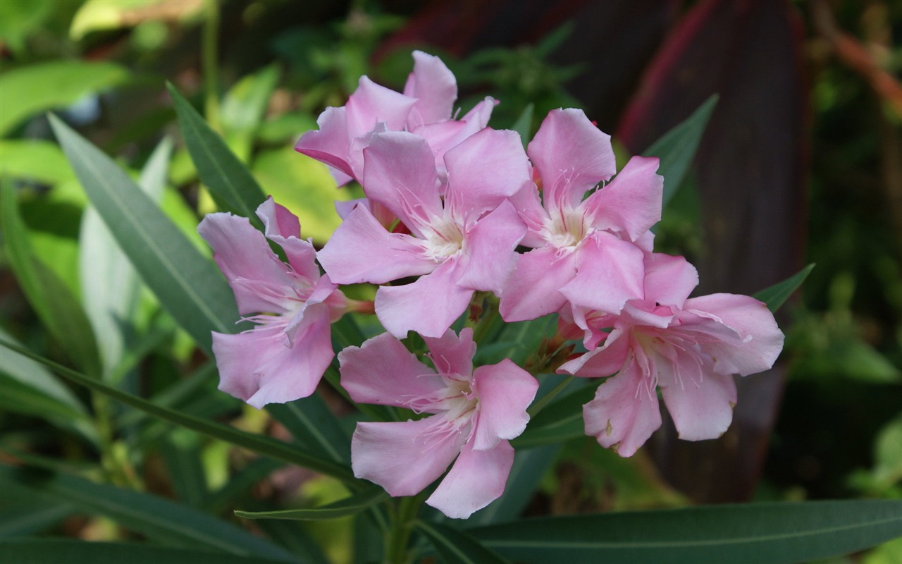 宽屏鲜花特写 壁纸(27)3 - 1280x800