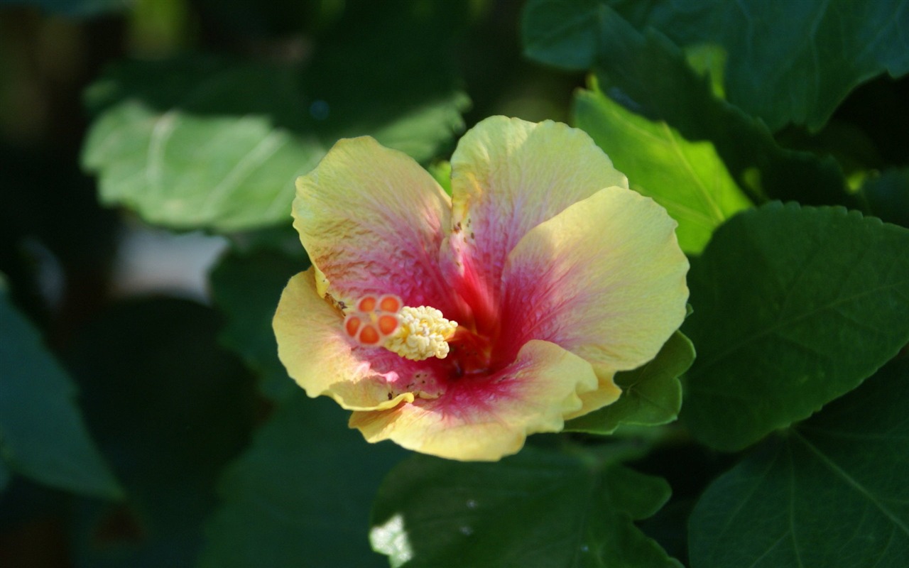 宽屏鲜花特写 壁纸(27)4 - 1280x800