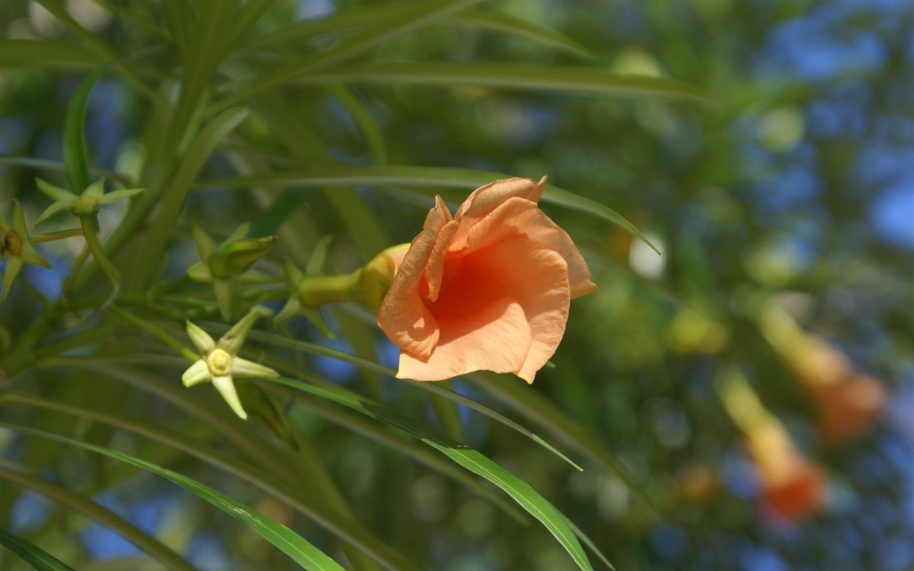 宽屏鲜花特写 壁纸(27)5 - 1280x800