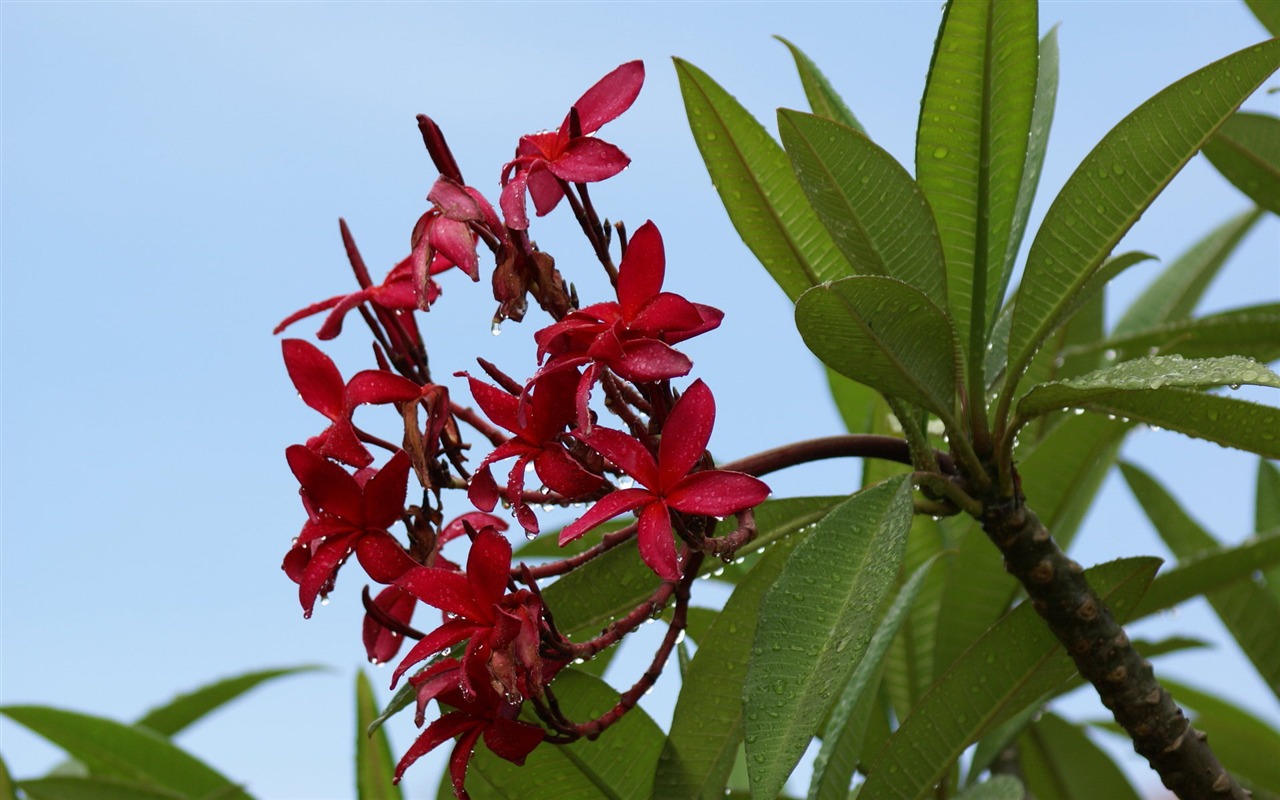 宽屏鲜花特写 壁纸(27)11 - 1280x800