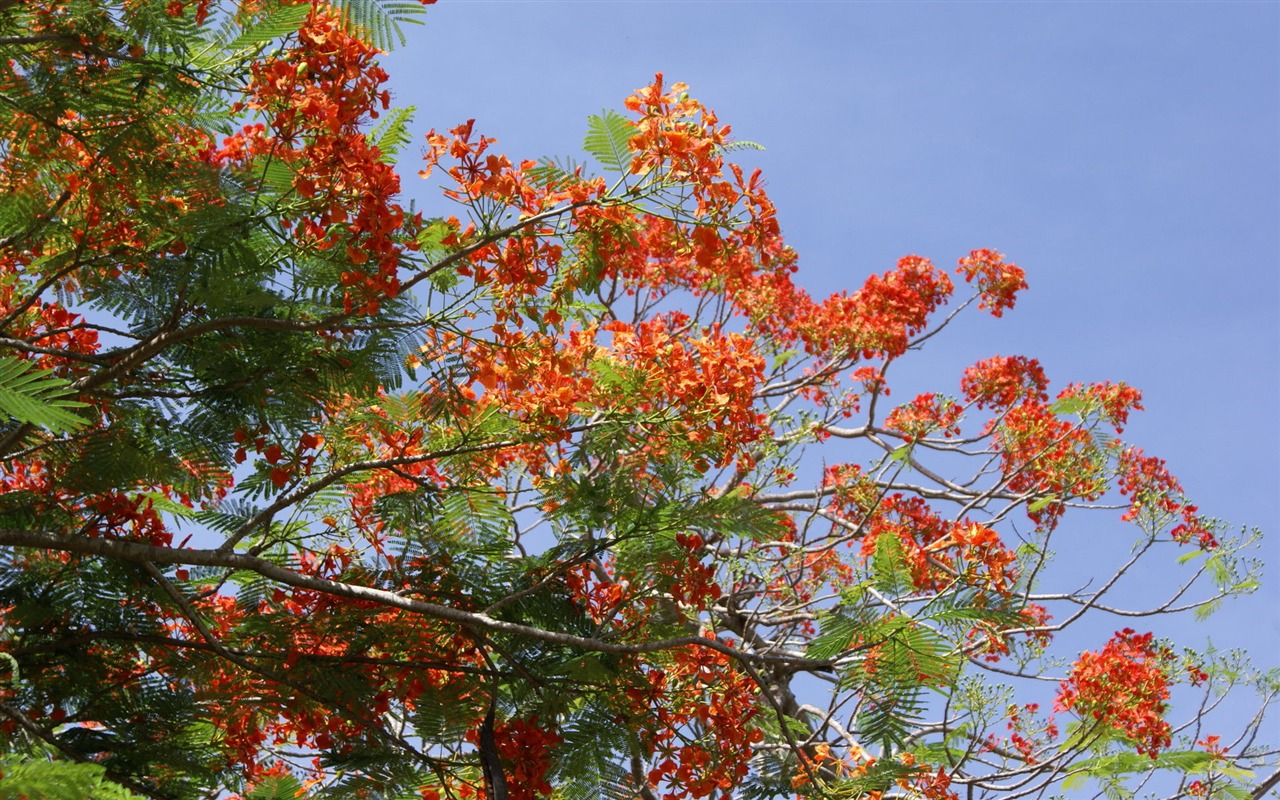 宽屏鲜花特写 壁纸(27)20 - 1280x800