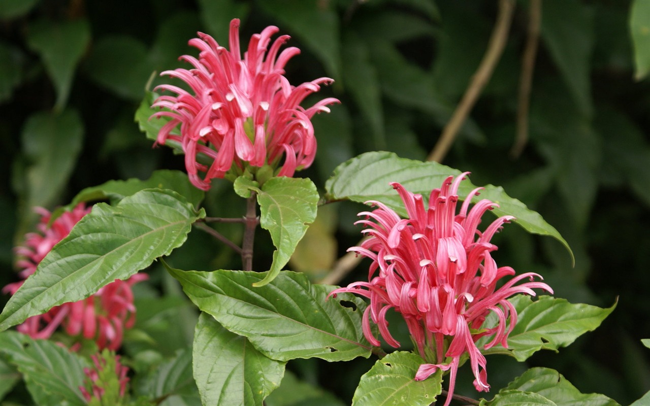 Widescreen wallpaper flowers close-up (28) #1 - 1280x800
