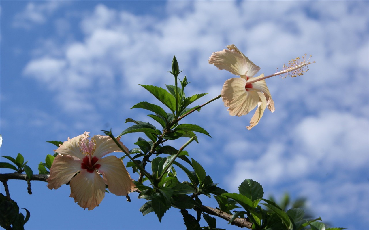 寬屏鮮花特寫 壁紙(28) #3 - 1280x800