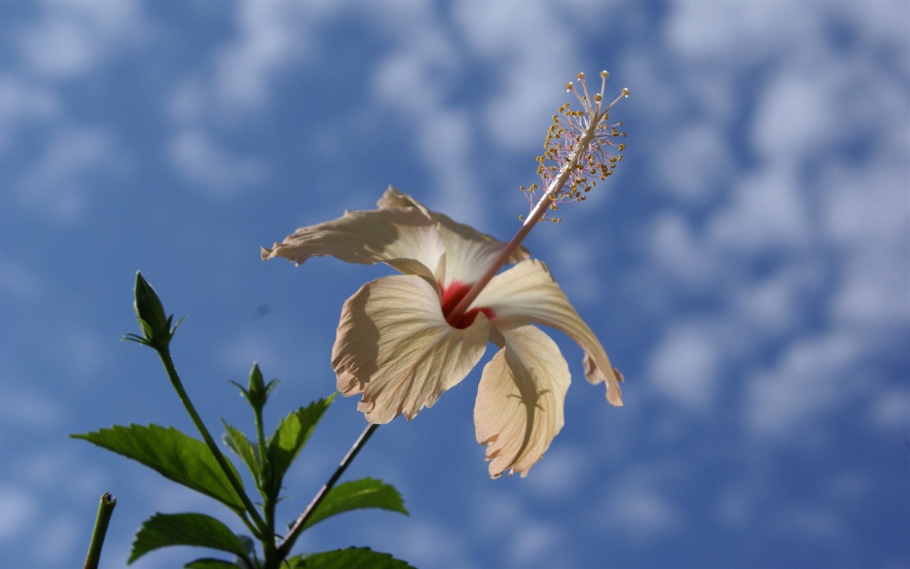 寬屏鮮花特寫 壁紙(28) #4 - 1280x800