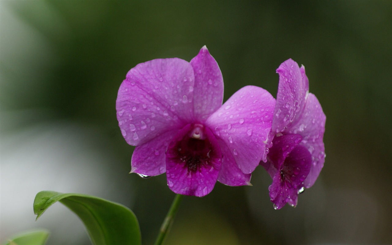 ワイドスクリーンの壁紙の花に近い(28)を開く #9 - 1280x800