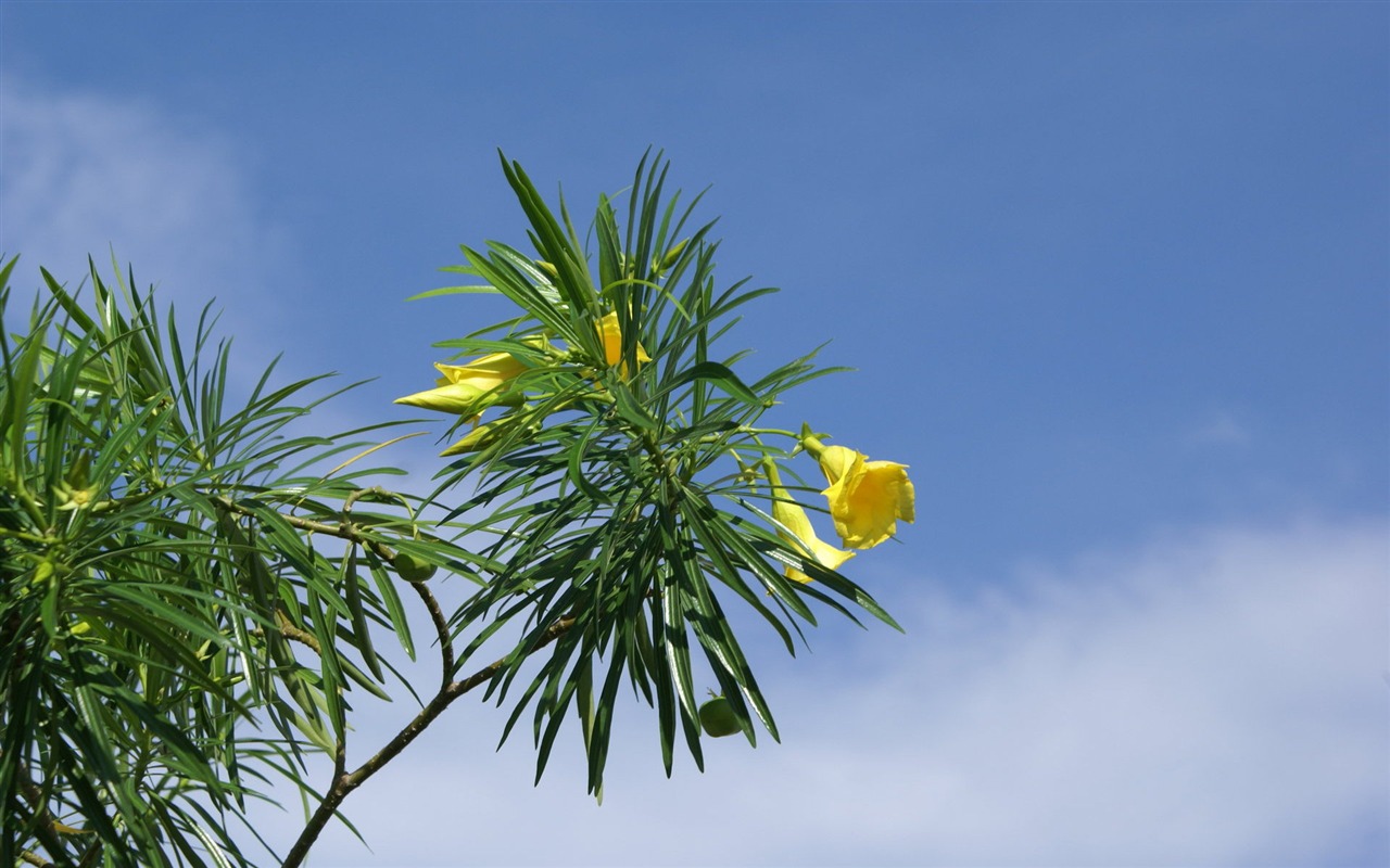 寬屏鮮花特寫 壁紙(28) #12 - 1280x800