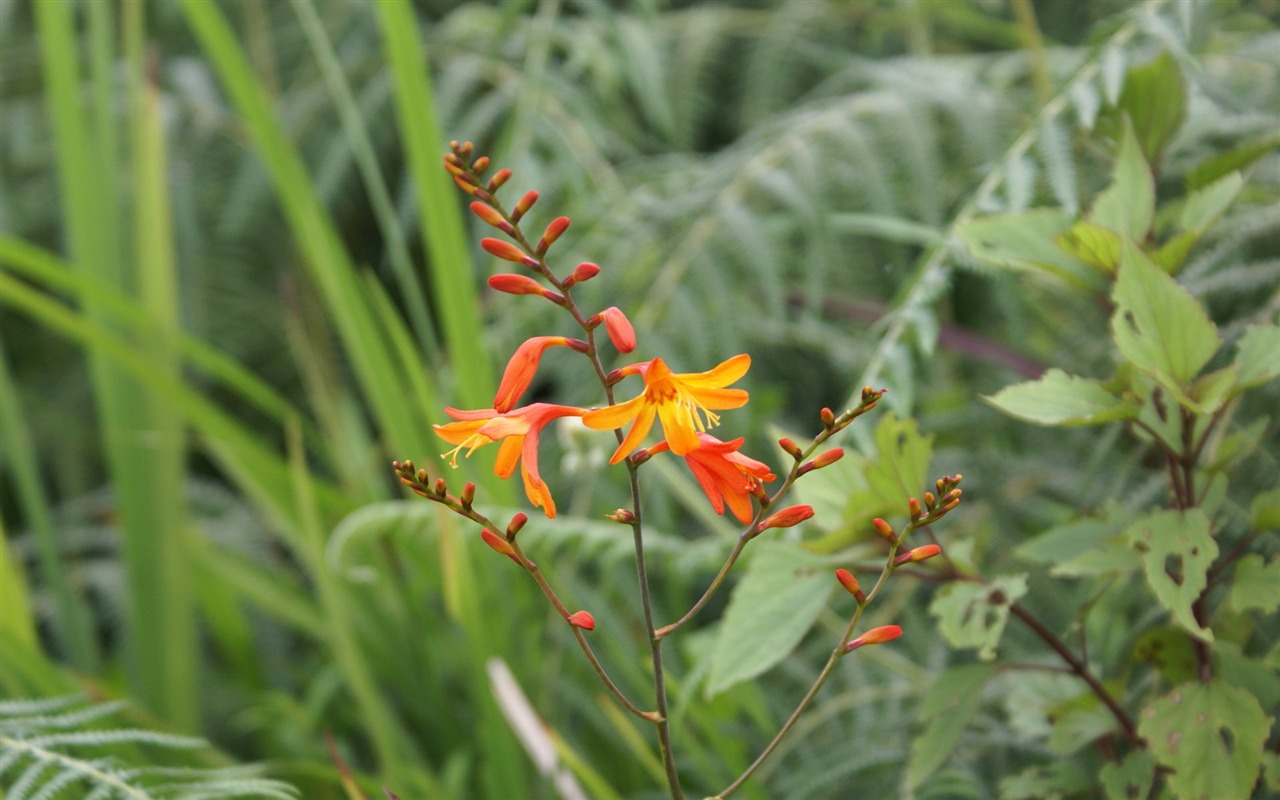 Widescreen wallpaper flowers close-up (28) #16 - 1280x800