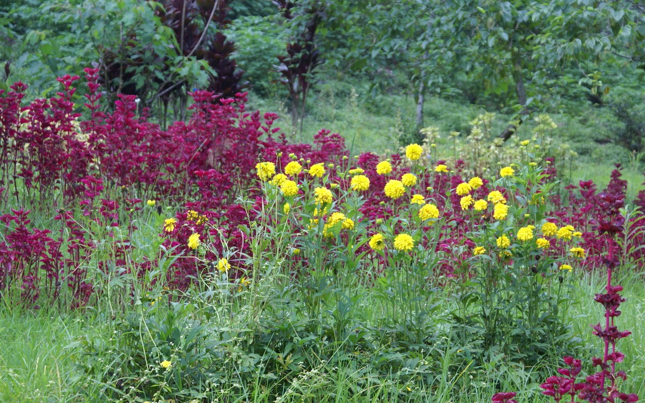 fondos de escritorio de flores con pantalla ancha de cerca (29) #3 - 1280x800