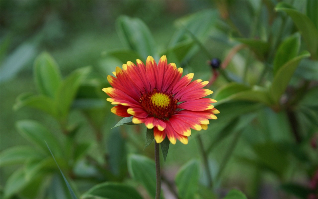 Widescreen wallpaper flowers close-up (29) #4 - 1280x800