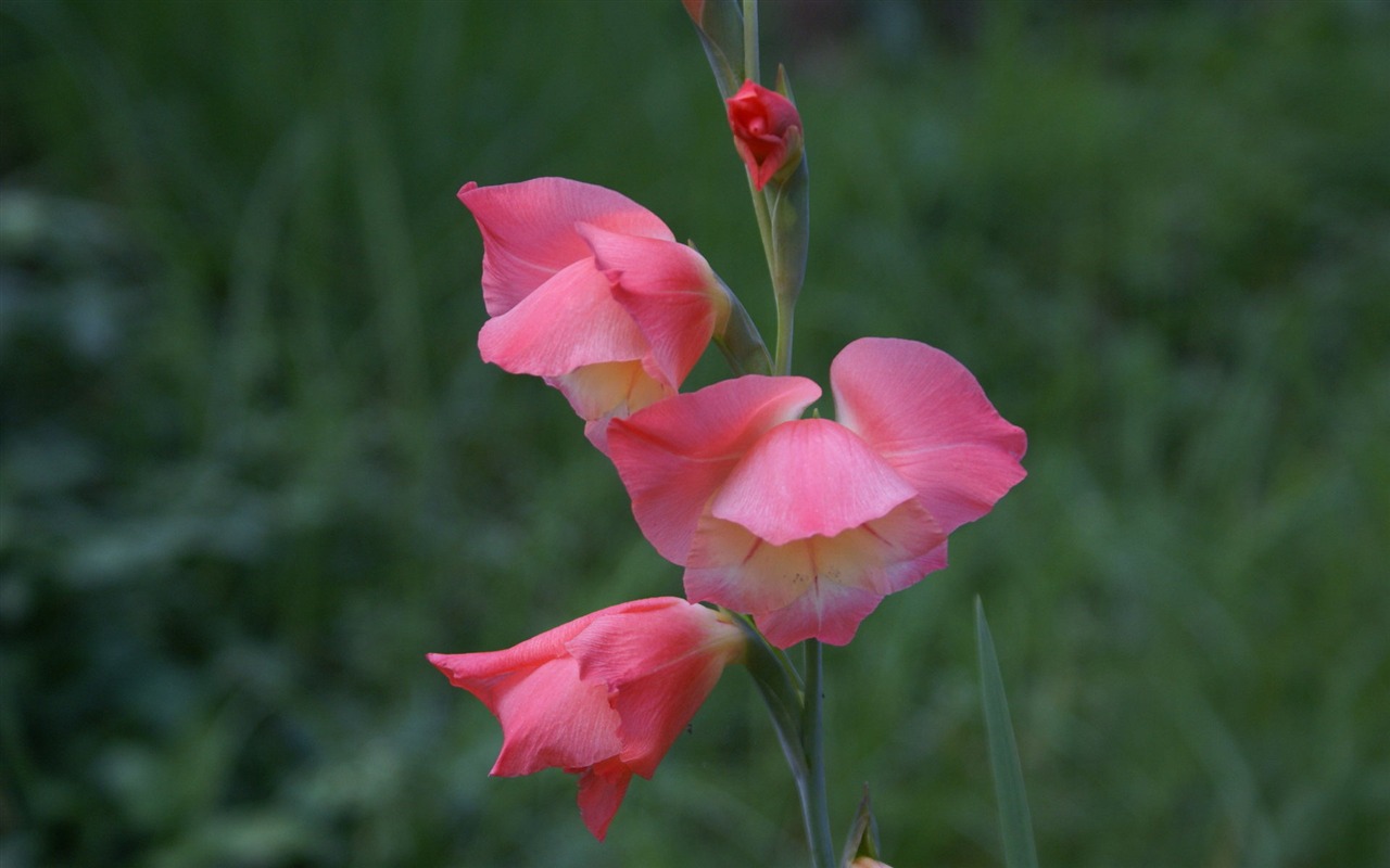 宽屏鲜花特写 壁纸(29)7 - 1280x800