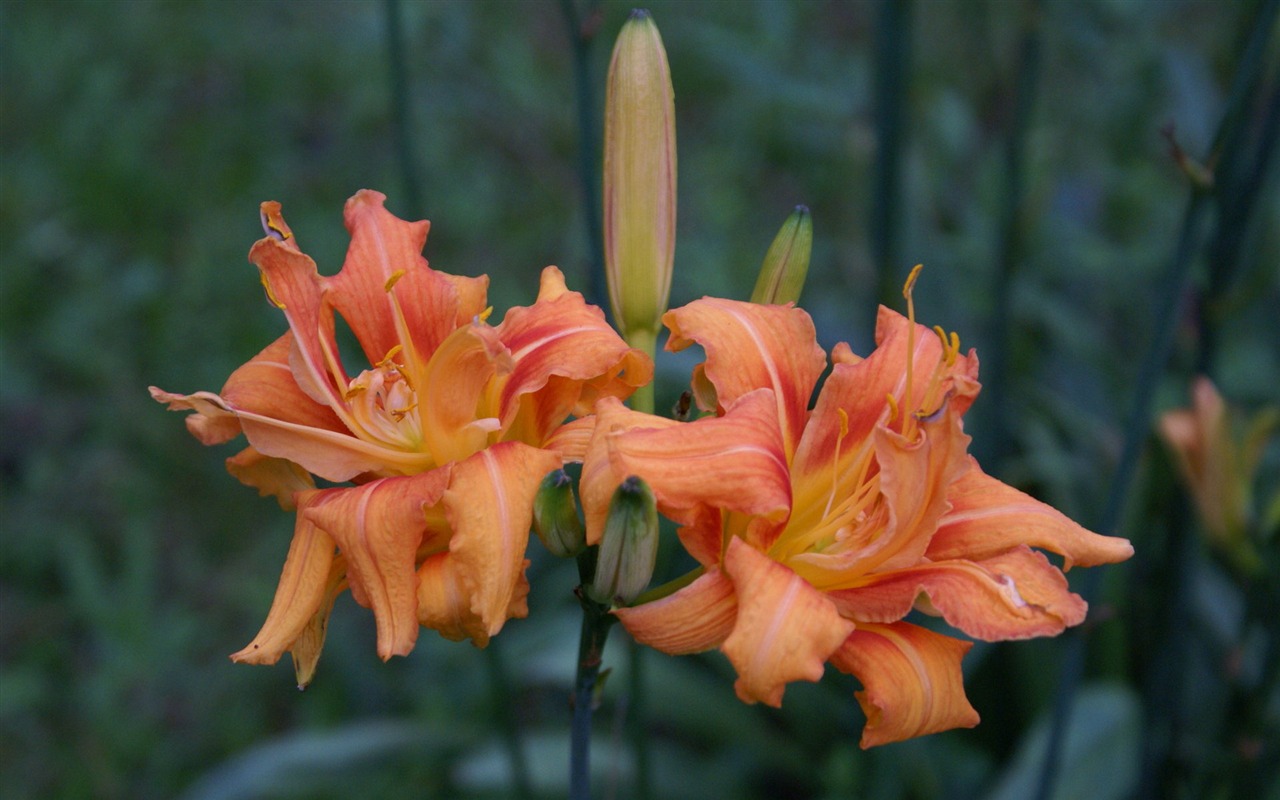 宽屏鲜花特写 壁纸(30)6 - 1280x800