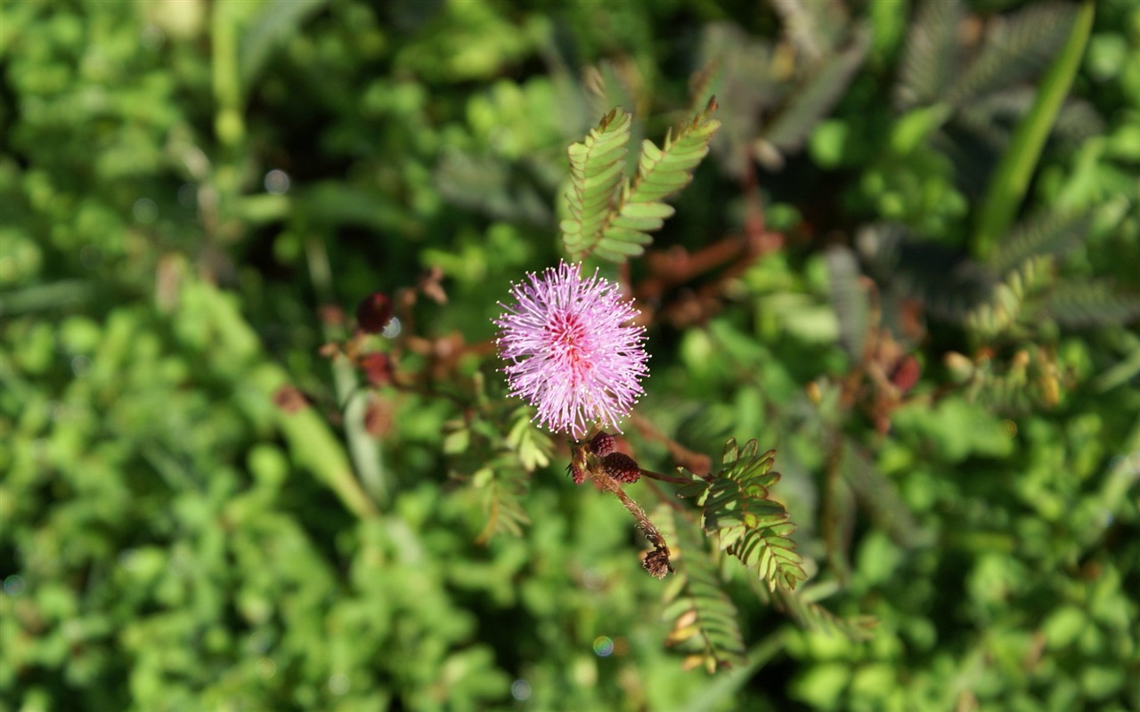 Widescreen wallpaper flowers close-up (30) #11 - 1280x800