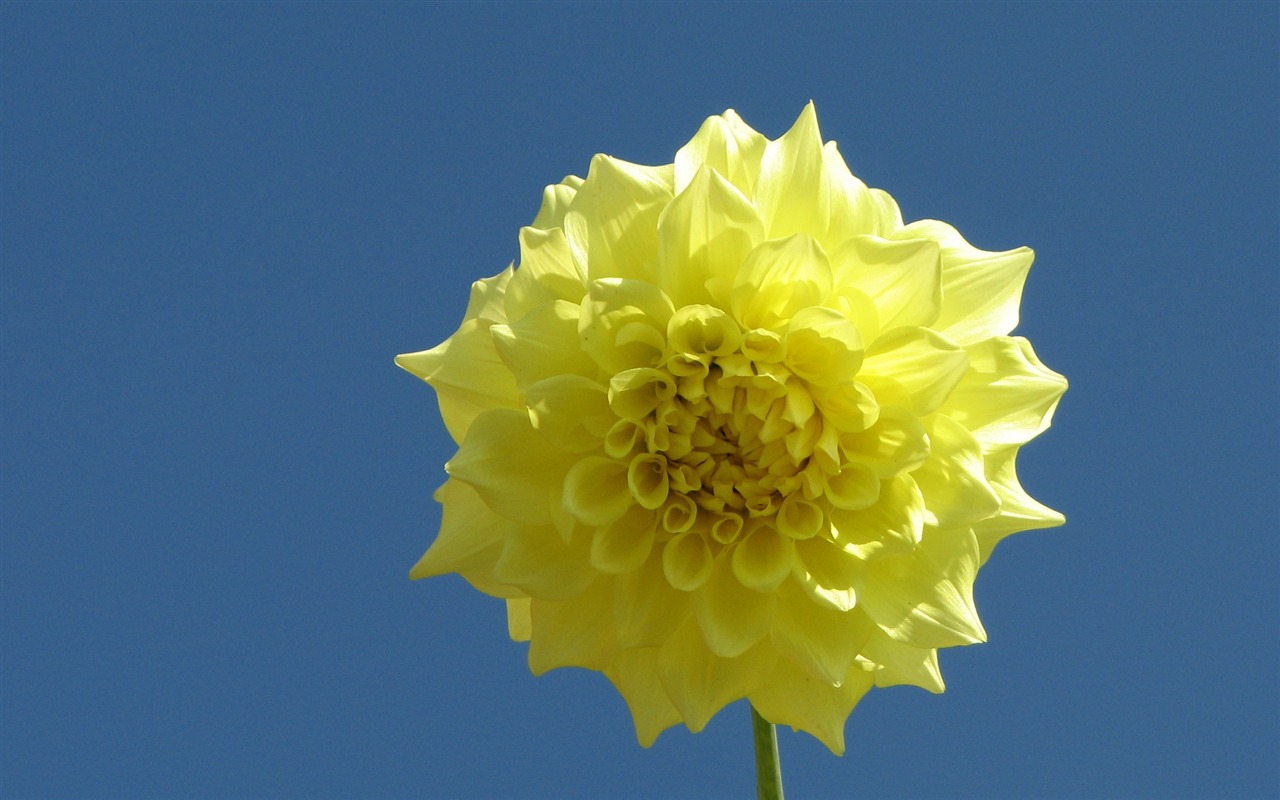 Dahlia květiny HD tapetu (1) #3 - 1280x800