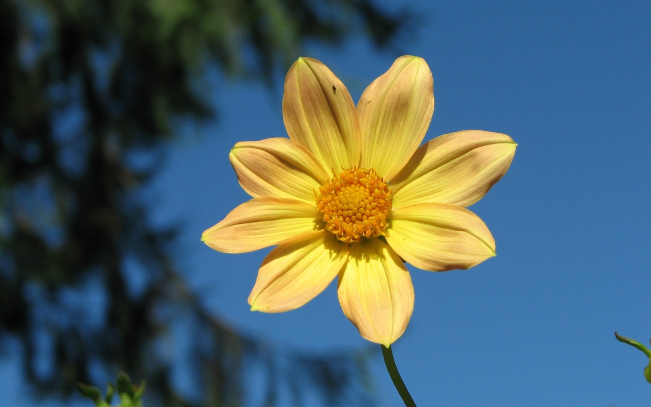 Dahlia 大丽花 高清壁纸(一)4 - 1280x800