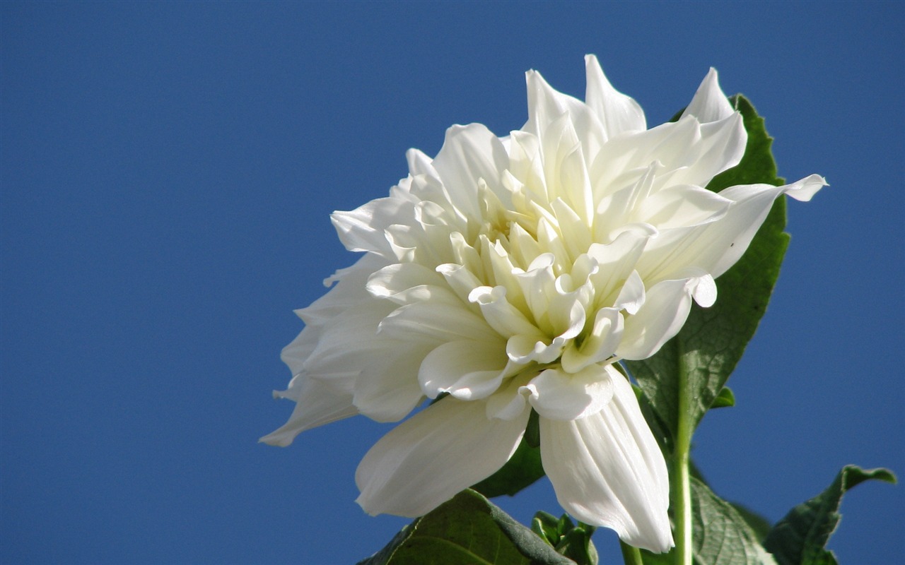 Dahlia 大丽花 高清壁纸(一)8 - 1280x800